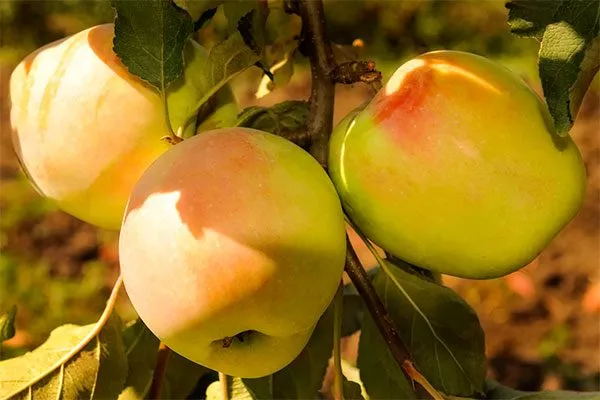 Память есаулу органическое садоводство14