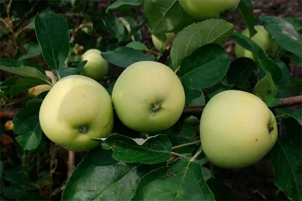 Папировка Опыление яблони10