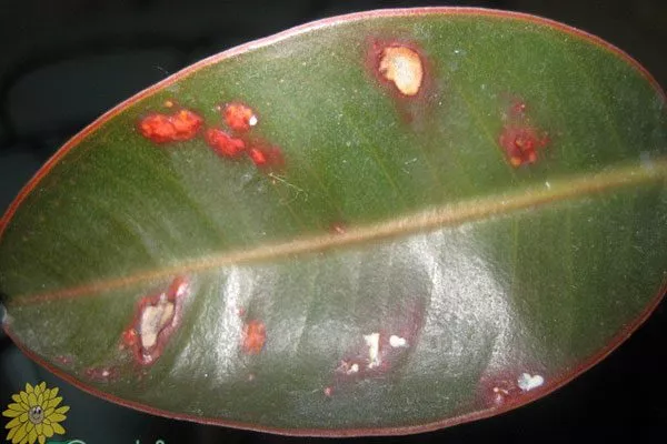 паразиты покраснение стеблей8