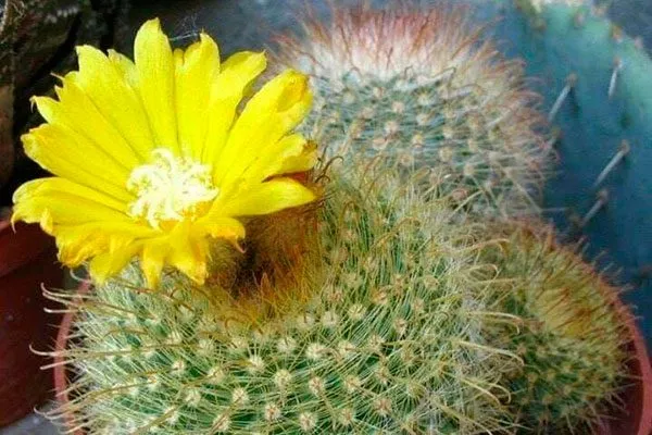 Пародия (Parodia) температура влияет на рост кактусов4