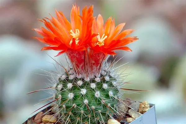 Пародия (Parodia) Цветущие сорта кактусов14