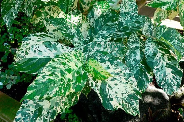 Парцелла (шероховатый) Самые необычные11