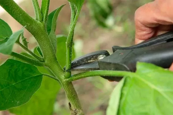 пасынкование Формировка баклажан14