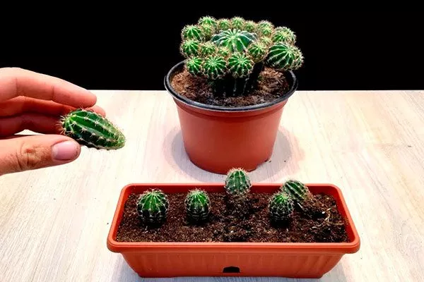 Пасынкование Как правильно обрезать кактусы18