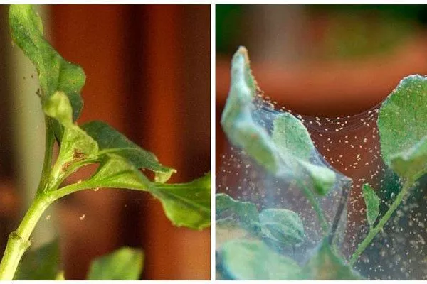 Паутинные клещи2