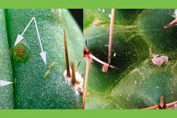 Паутинный клещ Азтекиум10