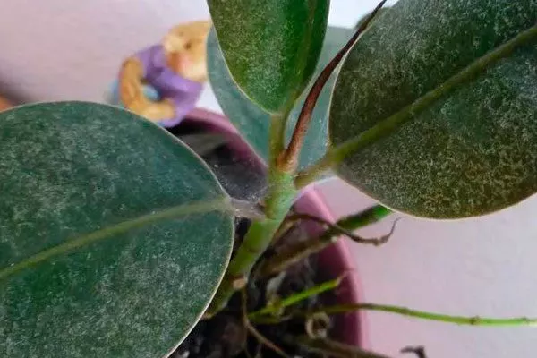 Паутинный клещ Фикус лиролистный бамбино14