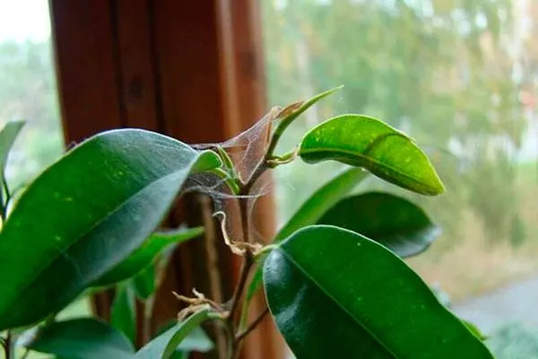 Паутинный клещ фикус ретуза10