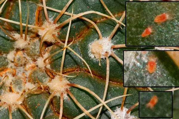 Паутинный клещ Мини кактусы31