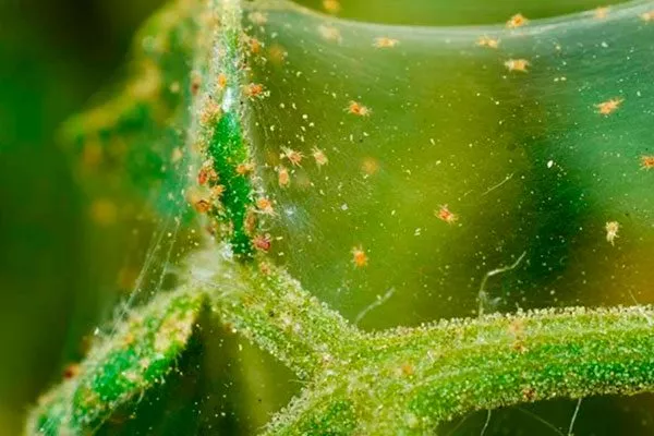 Паутинный клещ Ошибки выращивания13