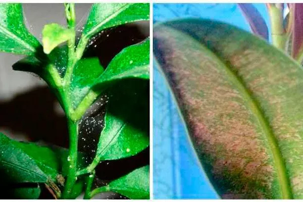 паутинный клещ; покраснение стеблей9