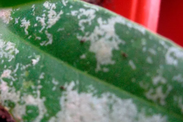 паутинный клещ, щитовка или трипсы яркость листьев5