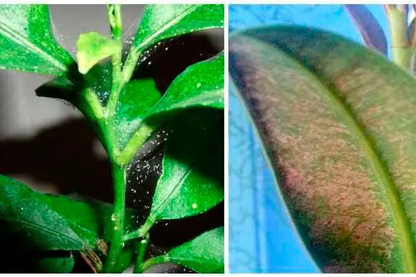 Паутинный клещ Вариеготные фикусы21