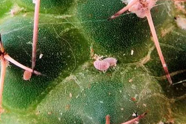 Паутинный клещ Виды мелокактусов29
