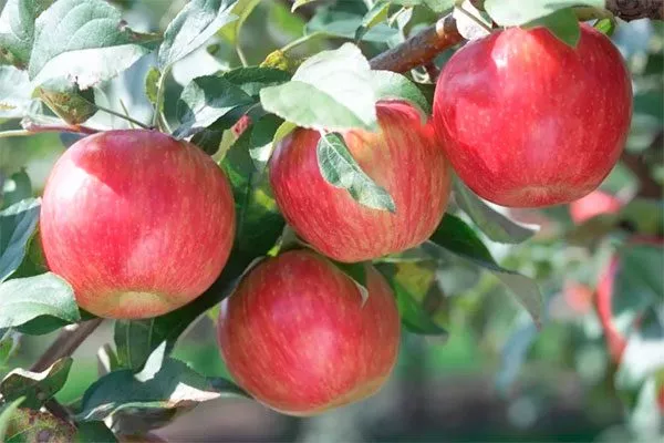 Пепин шафранный сорта яблони44