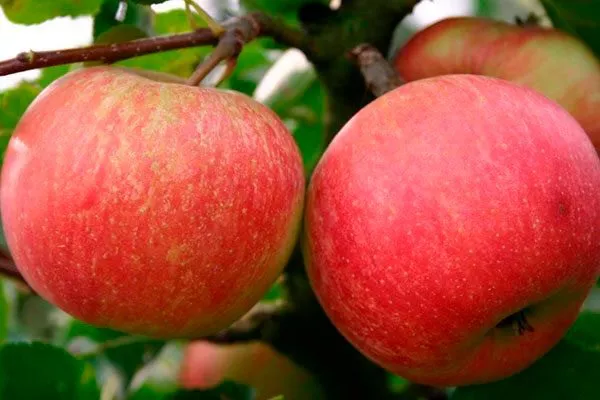 Пепин шафранный2 сорта яблони45