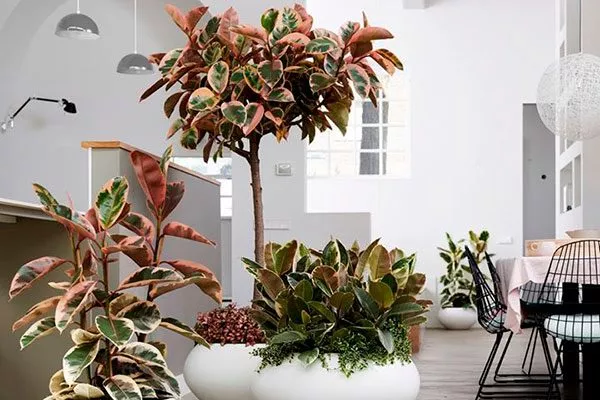 Перенос растения в хорошо освещённое место яркость листьев6