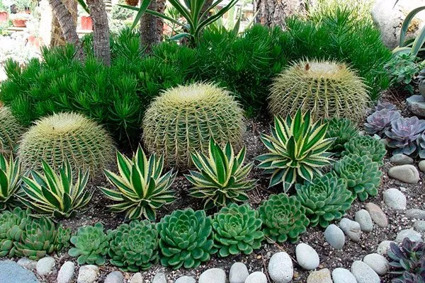 Переносят любое соседство Мифы о кактусах15