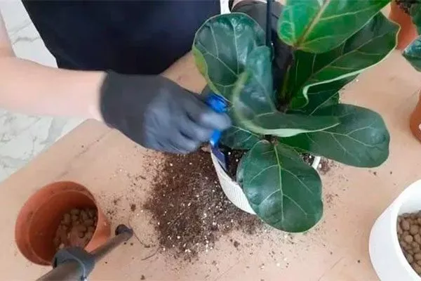 пересадка 2 Фикус лиролистный бамбино15