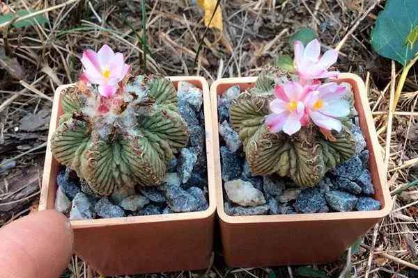 Пересадка Азтекиум11