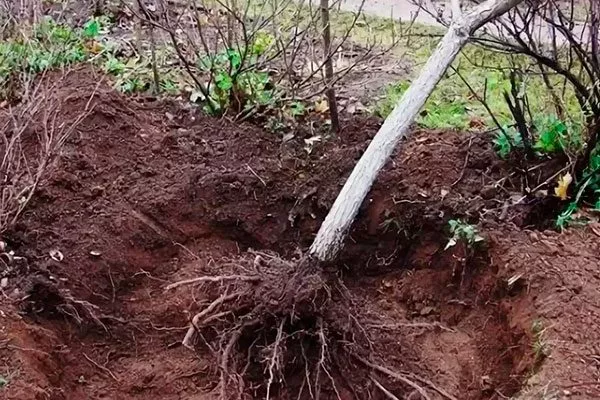 Peresadka-bez-koma пересадка яблони6