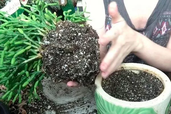 Пересадка Эпифитные кактусы12