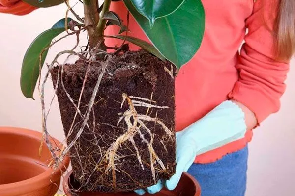 пересадка Фикус бенджамина33