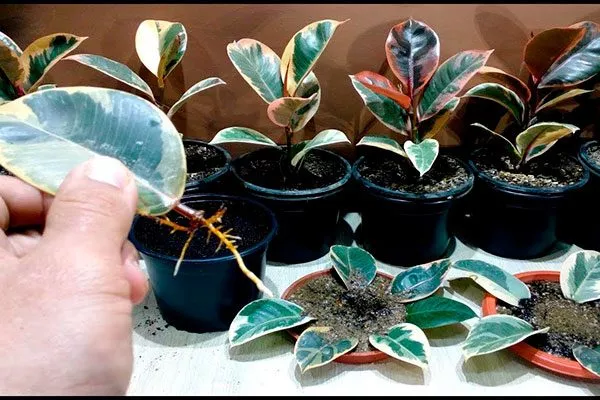 Пересадка и размножение Вариеготные фикусы22