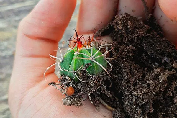 Пересадка и размножение Виды мелокактусов30