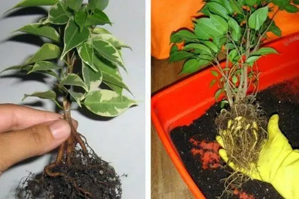 Пересадка и уход за корнями фикус ретуза11