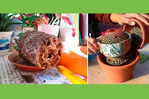 Пересадка Копьяпоа18