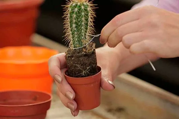 Пересадка Мини кактусы32