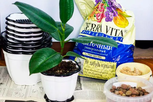 Пересадка растения и выбор подходящего грунта стимулировать цветение5