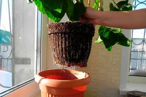 пересадка в пластиковом горшке Типы горшков и контейнеров16