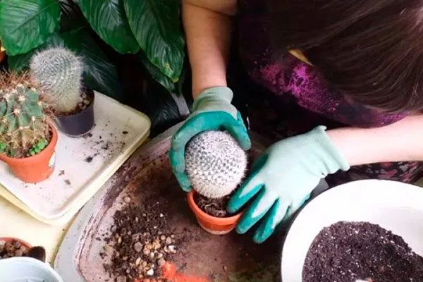 пересадка Заболевания кактусов16