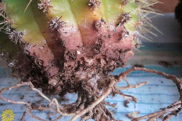 Переувлажнение и загнивание корней Кактус повял11