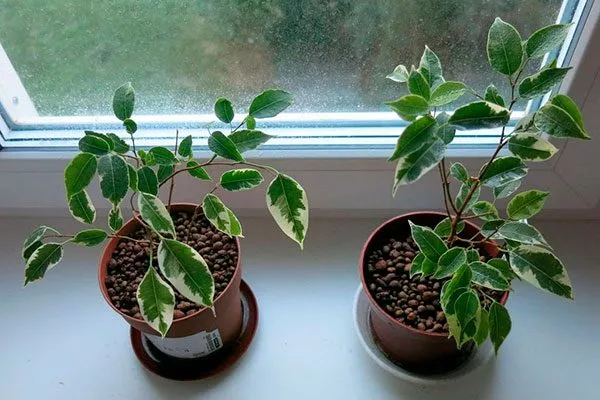 Период покоя и его значение для последующего цветения стимулировать цветение6