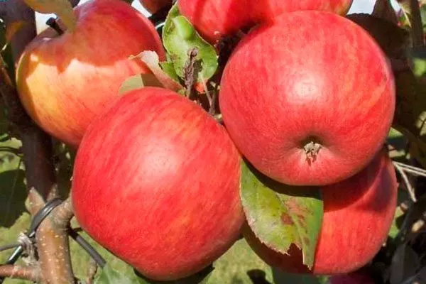 Персиковое органическое садоводство16