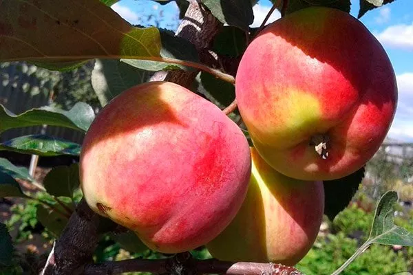 Персиянка Посадка яблони40