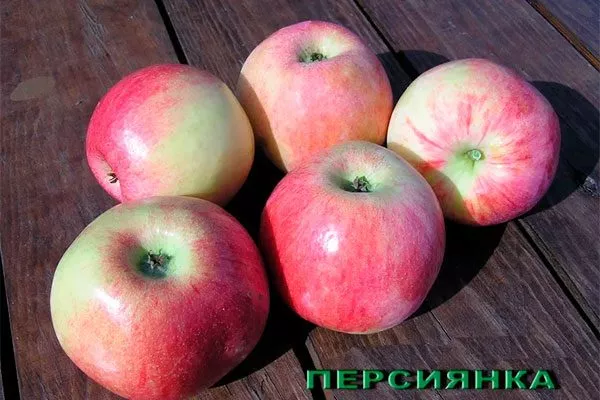 Персиянка1 Посадка яблони41