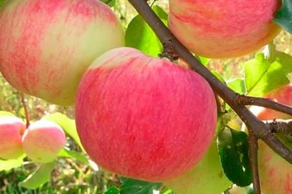 Персиянка2 Посадка яблони42