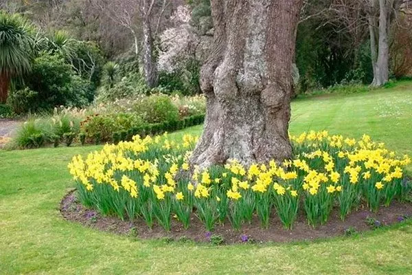 Первоцветы