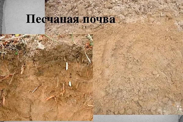Песчаные почвы почва для земляники21
