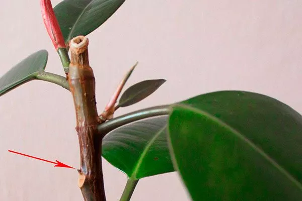 пигментация молодых побегов покраснение стеблей10