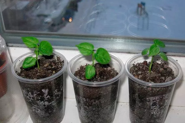 Пикировка Гибизкус из семян5