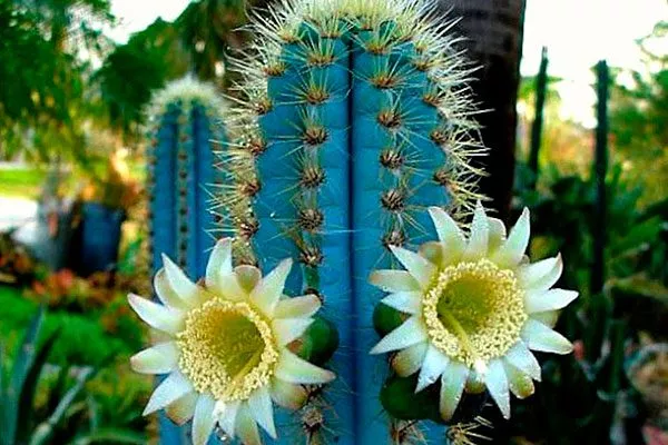 Пилозоцереус (Pilocereus) Цветущие сорта кактусов15