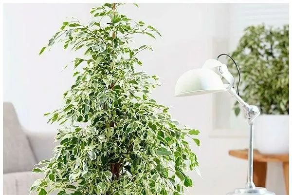 Пирамидой Фикус бенджамина34