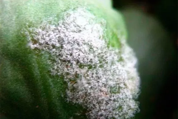 Плесень и мучнистая роса Мини кактусы36