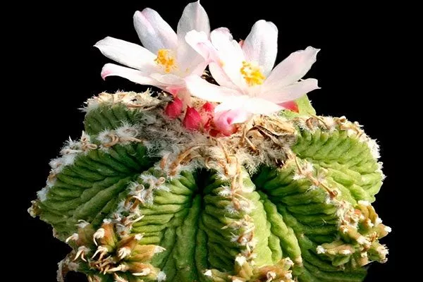 Плоды Азтекиум12