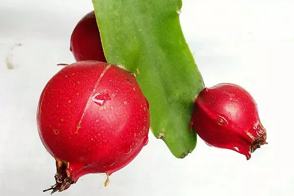 Плоды Эпифиллум5